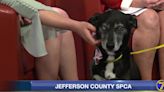 Jefferson County SPCA: Rosie