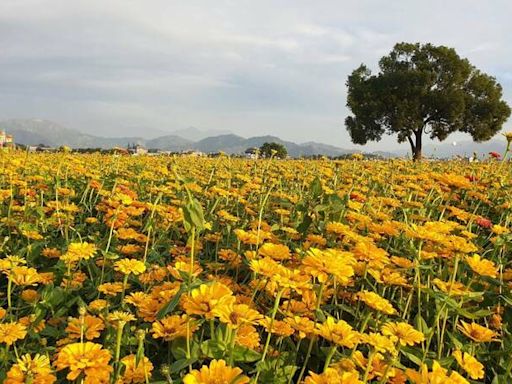 台中花毯節11/9至12/1登場 今年主題曝光