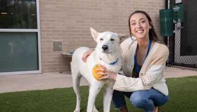 Dallas Animal Services gets help with overcrowding thanks to SMU students fostering pets