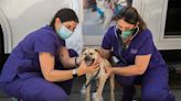 ElleVet Project bringing free veterinary care to vulnerable pets in Stockton, across US