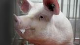 Meet some of the world's cleanest pigs, raised to grow kidneys and hearts for humans