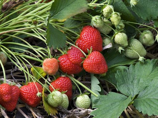 An expert guide on how to grow strawberries in your garden