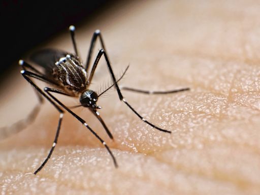 ¿Cómo es el mosquito que transmite el dengue y cómo distinguirlo?