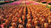 Don't get tulips just to see them die - The Economic Times