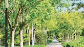 Make a positive impact by planting a tree - Akron.com