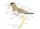 Glossary of bird terms