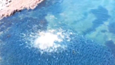 Video shows explosive moment dolphins attacked massive school of salmon off Australia