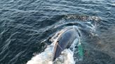 Department of Fisheries untangles gear from humpback whale off B.C.'s coast