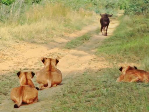 Video: Wildebeests Walking Up to Four Lionesses Ambushed by a Fifth in Hiding