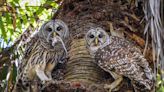 Birds of prey help control rodent populations | Your Observer