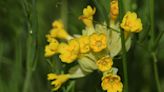 All About Cowslip (Primula veris): Care Needs, Habitat, and More