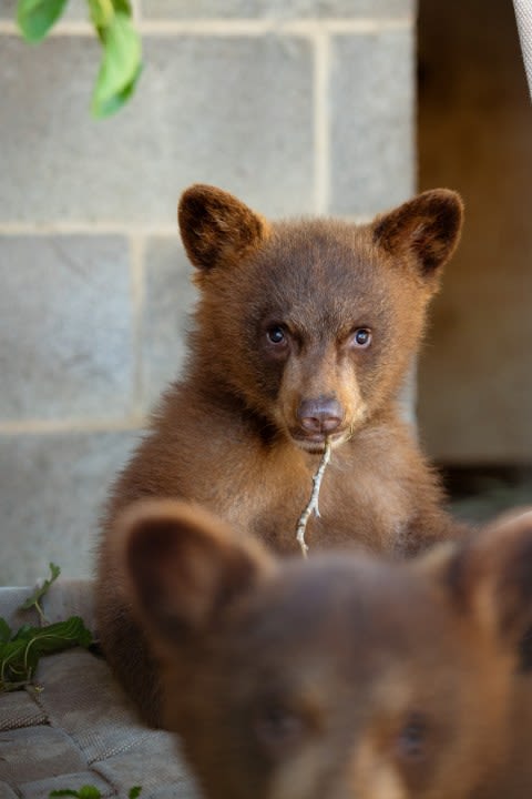 Surprise announcement: Baby bears arrive at Sedgwick County Zoo