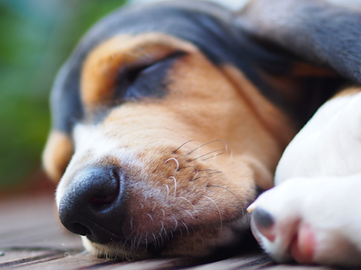 Sleepy Basset Hounds Only Wake Up for One Treat and It's Too Cute