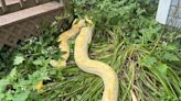 Look: Big Burmese python found slithering outside Indiana home