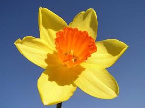 Narcissus (plant)