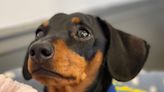 Therapy sausage dog offers comfort at 'grief café'