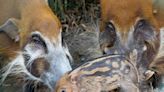 Disney World Celebrates Mother's Day Early With Adorable Piglet Birth at Animal Kingdom