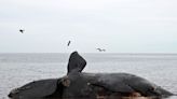 Península Valdés: descubren qué fue lo que mató a las 30 ballenas encontradas en el Golfo Nuevo