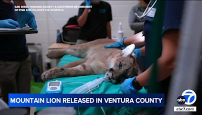 Mountain lion hit by car last Thanksgiving released in Ventura County