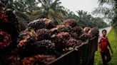 Colombia es líder en la producción sostenible de palma de aceite, según reporte de Fedepalma