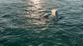 Orcas attack gray whales off Southern California coast (video)