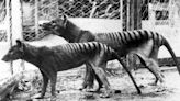 The Tasmanian Tiger Has Been Extinct for 87 Years. It's About to Return From the Dead.