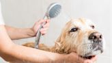 Dad’s Joke About Trying to Bathe a Golden Retriever Is All Too Relatable