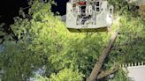 La tormenta provoca caída de árboles y ramas en Móstoles y Arroyomolinos