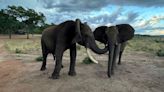 For elephants, like people, greetings are a complicated affair