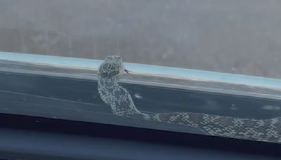 La pareja viajaba en su auto de Queen Creek hacia Mesa cuando apareció una serpiente