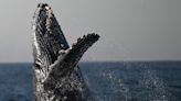 Baleias-jubarte são vistas no mar de Niterói, no RJ; veja fotos