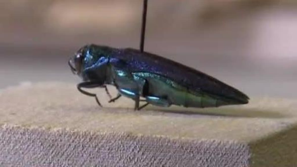 Dallas sets traps to catch emerald ash borer, treating ash trees in city parks