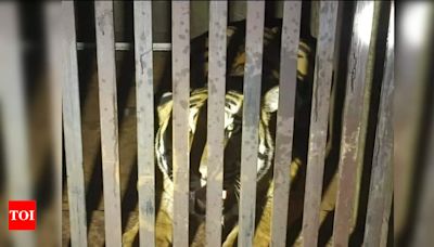 Captured Pench Tiger Is A Case Of Mistaken Identity | Nagpur News - Times of India