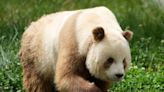 Así es el raro oso panda pardo chino