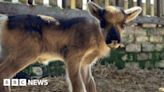 Baby reindeer welcomed at Cumbria's Walby Farm Park