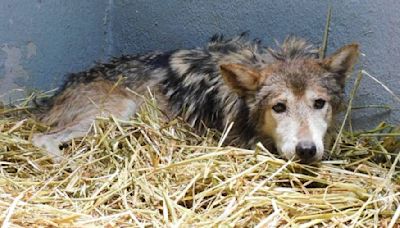 ¿Quién es Seje, la loba mexicana del Zoológico de Chapultepec, y por qué preocupa salud?