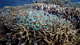 Australia argues against 'endangered' Barrier Reef status