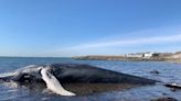 Humpback whale carcass lands on a North Shore beach — again