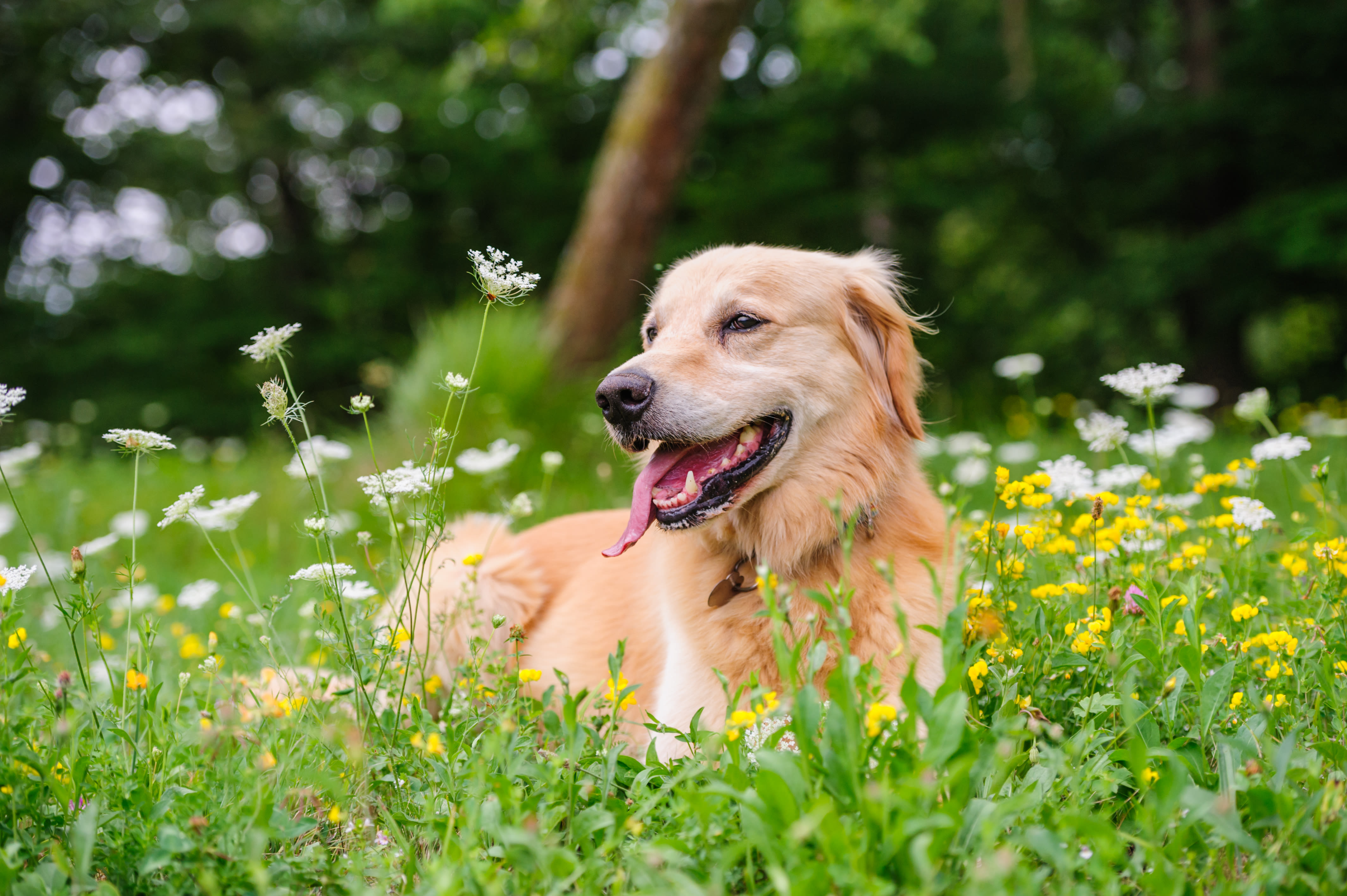 How to check your dog for ticks: Why a Canadian veterinarian recommends you 'get in the habit' of regular pat downs