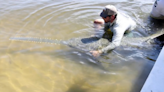 Sawfish tagged on Florida’s Gulf Coast was huge when recaptured on state’s east coast