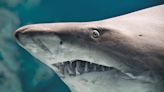 Scientists warn that ‘cocaine sharks’ may be running rampant off the Florida coast: ‘[It] set [their] brains aflame’