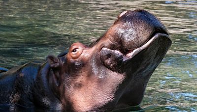 Woodland Park Zoo to euthanize Water Lily, beloved 45-year-old hippo with cancer