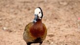 Denver Zoo's Duck Named Matt Dillion Thinks He's a Flamingo