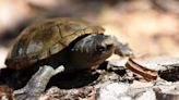 El Casquito de Vallarta, la tortuga más pequeña del mundo que enfrenta un gran desafío