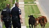 Shawnee street turns into wild west scene as police try to corral cows