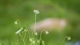 Poison Hemlock vs. Queen Anne’s Lace: How to Tell the Difference