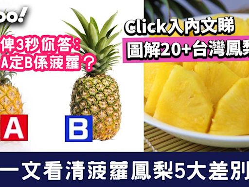 菠蘿鳳梨有分別！一文看清5大差別/20+台灣鳳梨品種一圖睇清