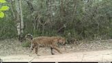 Piden proteger un parque en Paraguay que acoge al jaguar y otras especies