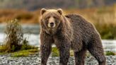 Hiker Played Dead While Being Mauled by Grizzly Bear, Who May Have Been Protecting Cub
