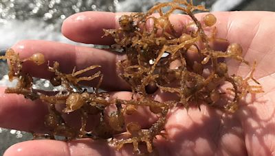 Will sargassum wreak havoc on SWFL beaches this summer?